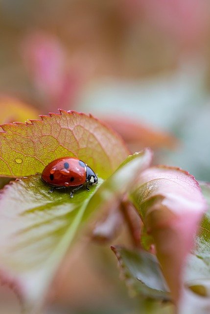 insect, ladybug, nature, entomology, species, macro, garden, insect, insect, ladybug, ladybug, ladybug, ladybug, ladybug