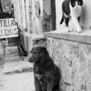 Monochrome scene featuring a cat and dog in an urban environment.