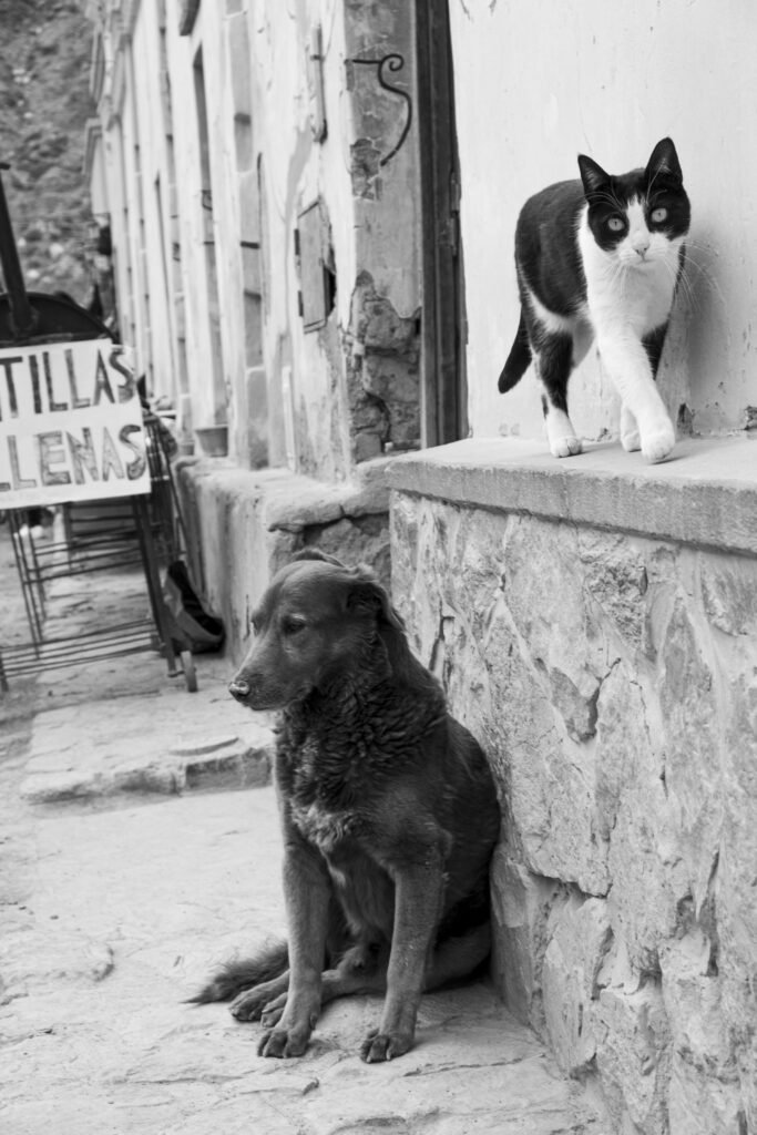 Monochrome scene featuring a cat and dog in an urban environment.