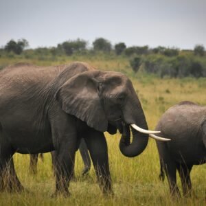 A pair of African elephants majestically roam the grassy savannah.