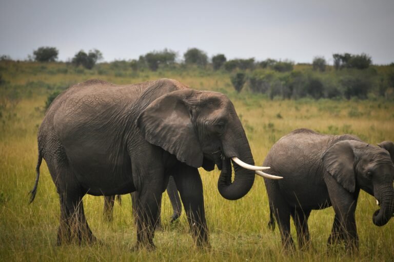 A pair of African elephants majestically roam the grassy savannah.