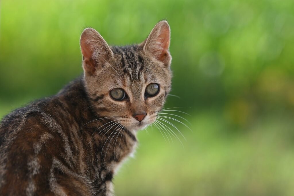 Curious cat